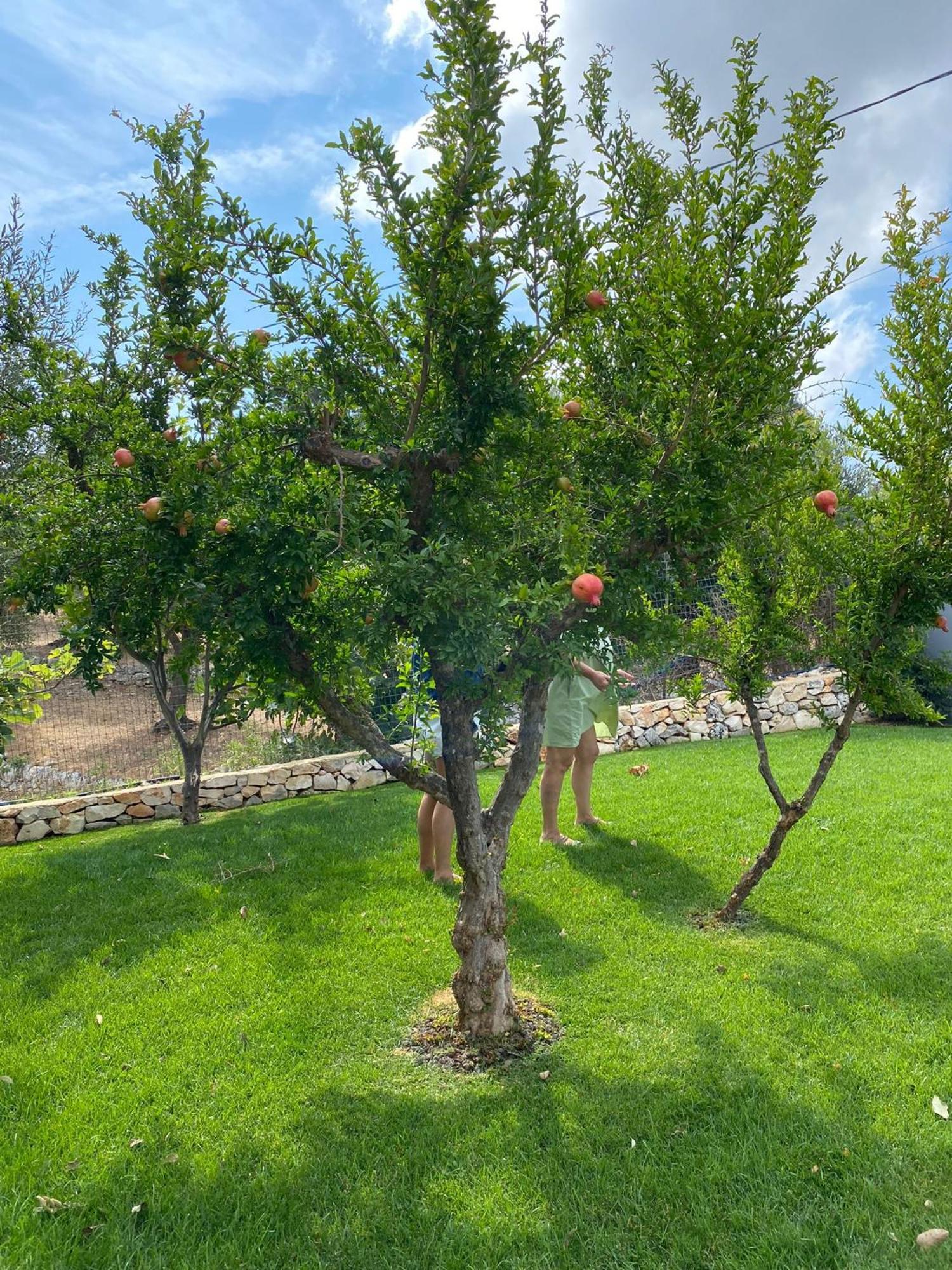 Terracielomare Apartments Monopoli Dış mekan fotoğraf
